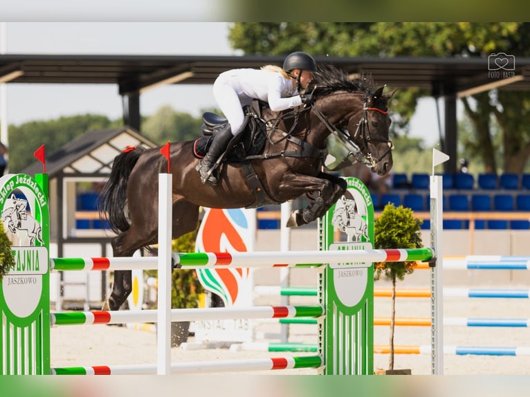 Entraînement de chevaux de sport, mise en selle de jeunes chevaux