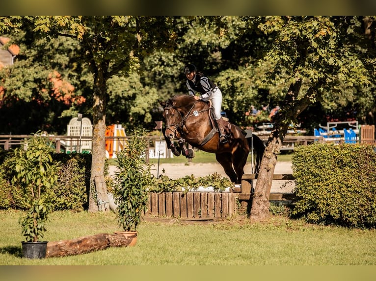 Entraînement / Dressage