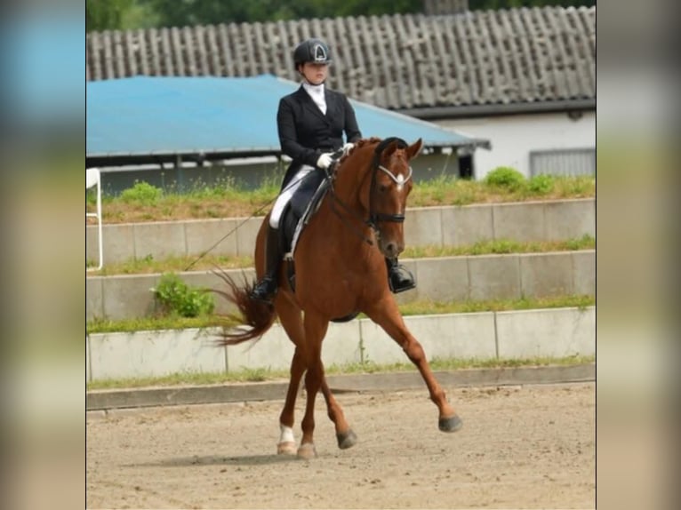 Entraînement en dressage jusqu'au niveau S***