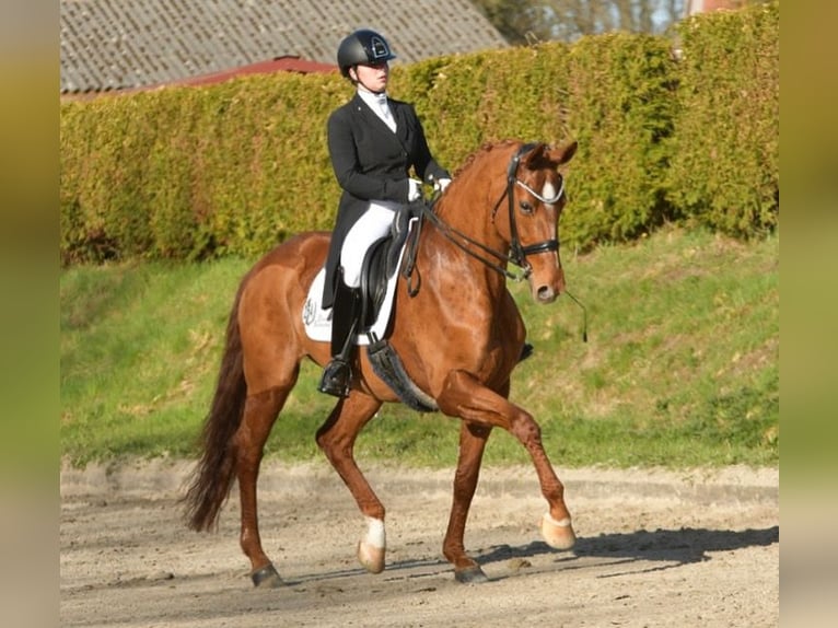 Entraînement en dressage jusqu'au niveau S***