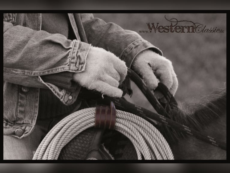 Entraînement et cours d'équitation selon la méthode classique-californienne traditionnelle, dressage