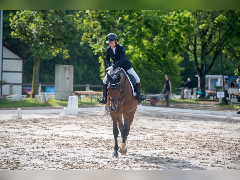 Entraînement et manèges disponibles