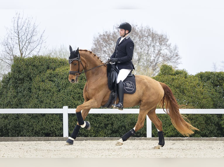 Espace de dressage supplémentaire disponible à partir de mai 2026