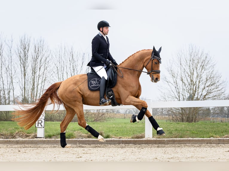 Espace de dressage supplémentaire disponible à partir de mai 2026