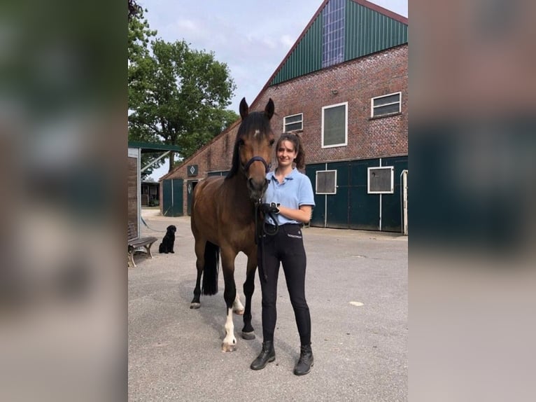 Formation de base pour jeunes chevaux | Chevaux problématiques | Dressage pour votre cheval à proxim
