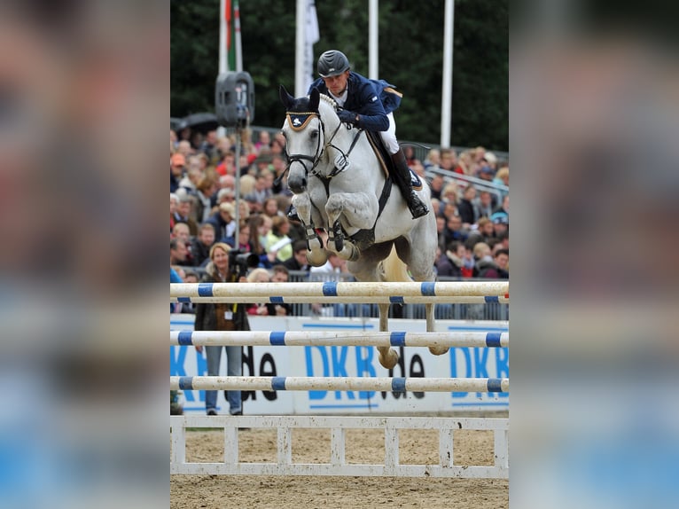 Formation de saut d'obstacles personnalisée et de haute qualité