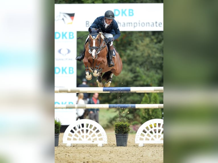 Formation de saut d'obstacles personnalisée et de haute qualité