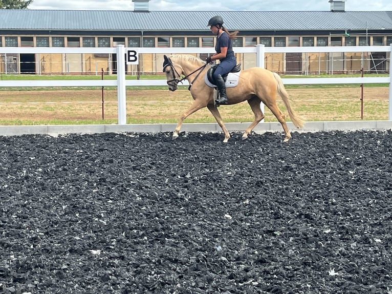 Formation et dressage de jeunes chevaux | Éleveuse équine | 10 ans d'expérience en élevage