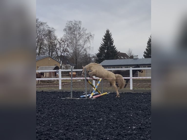 Formation et dressage de jeunes chevaux | Éleveuse équine | 10 ans d'expérience en élevage