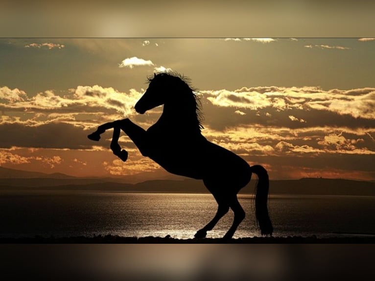 Ihr Pferd In besten Händen