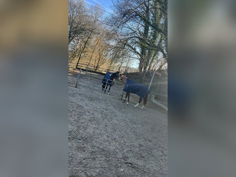 Montée complète en dressage / initiation - S***