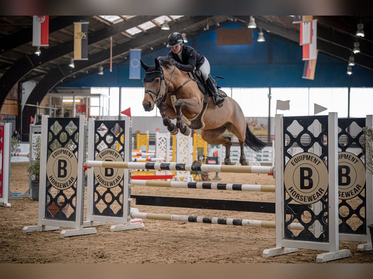 Places de dressage disponibles - Dressage complet dans un centre équestre moderne