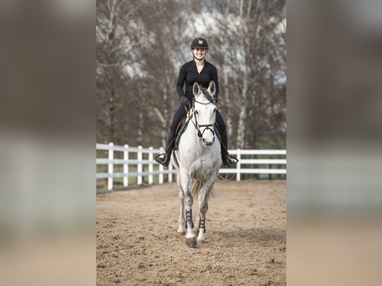 Places de dressage disponibles - Dressage complet dans un centre équestre moderne