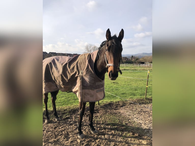 Ponies à monter, à former et petite cavalière légère (49 kg)