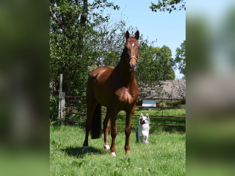 Professionelle Pferdeausbildung & Beritt, Stutenleistungsprüfung