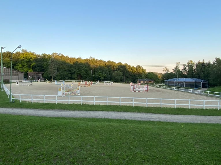 Professioneller und immer pro Pferd eingestellter Berittplatz  Professioneller und immer pro Pferd eingestellter Berittplatz