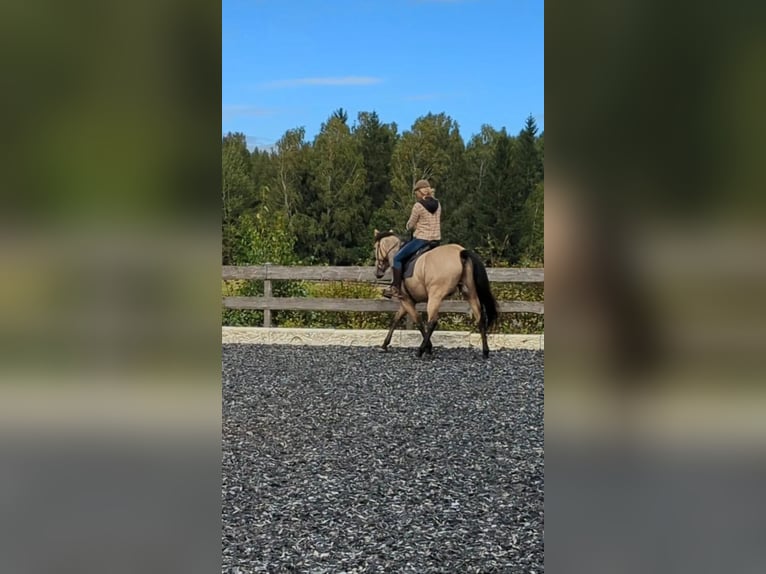 Travail à la longe / Entraînement intensif pour chevaux de loisir