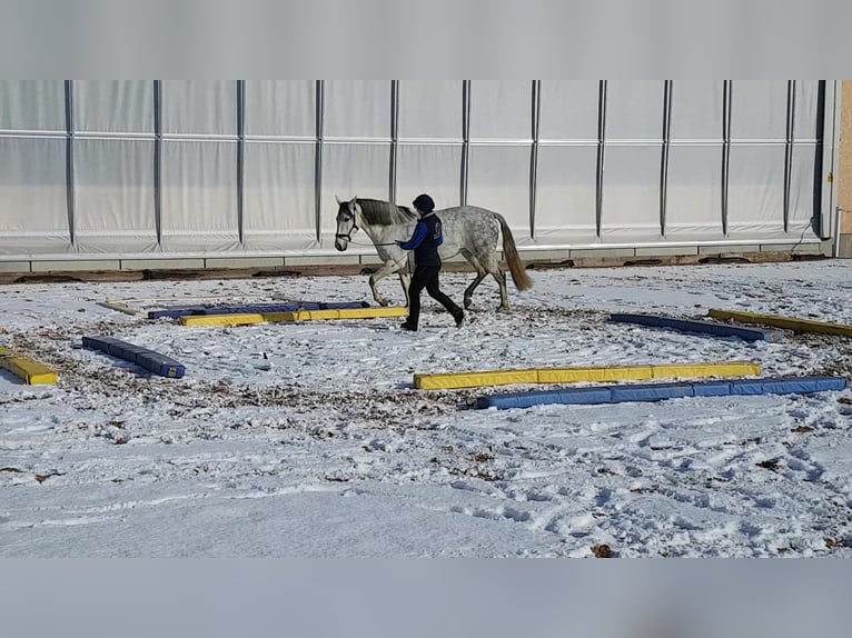 Travail, dressage et formation du cheval et du cavalier, manège d'entraînement, éducation du cheval,