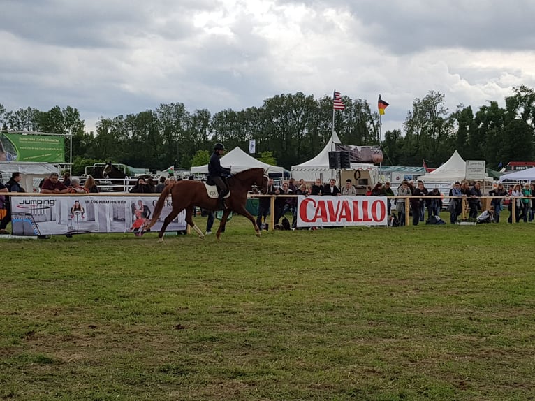 Travail, dressage et formation du cheval et du cavalier, manège d'entraînement, éducation du cheval,