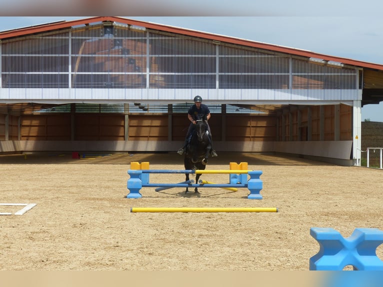 Travail, dressage et formation du cheval et du cavalier, manège d'entraînement, éducation du cheval,