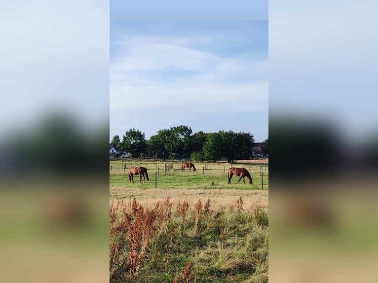 Travail en dressage dans le sud de Hambourg/Seevetal