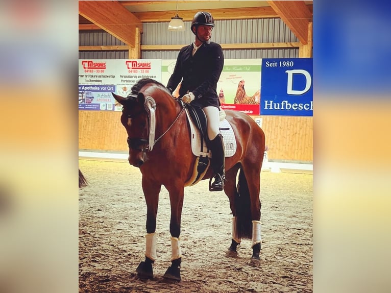 Travail en dressage dans le sud de Hambourg/Seevetal