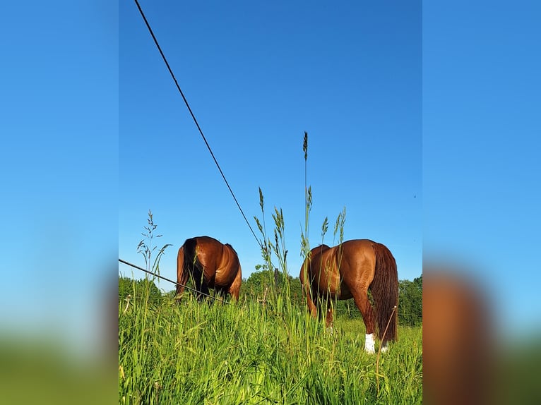 Travail en dressage dans le sud de Hambourg/Seevetal