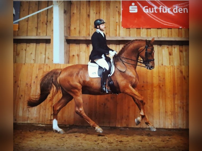 Travail en dressage dans le sud de Hambourg/Seevetal