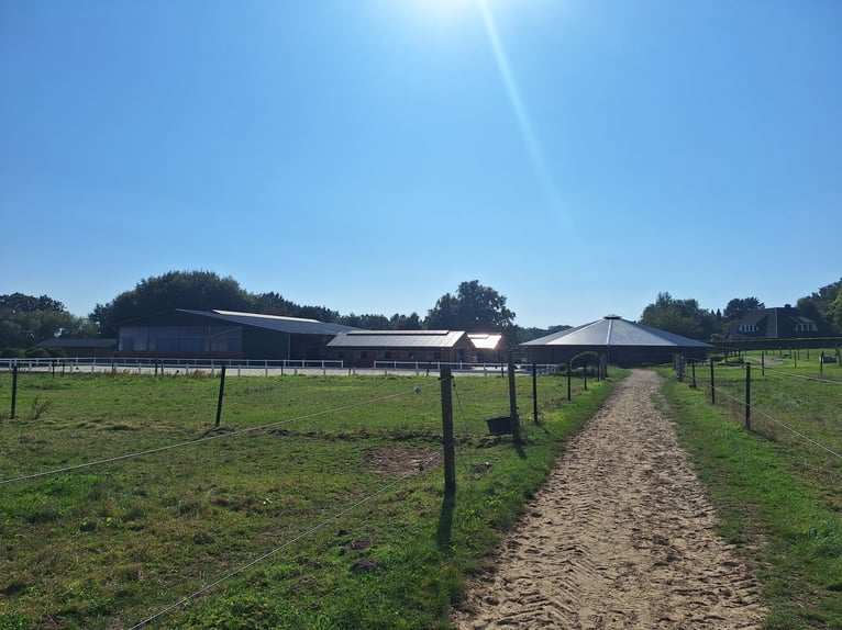 Travail en dressage dans le sud de Hambourg/Seevetal