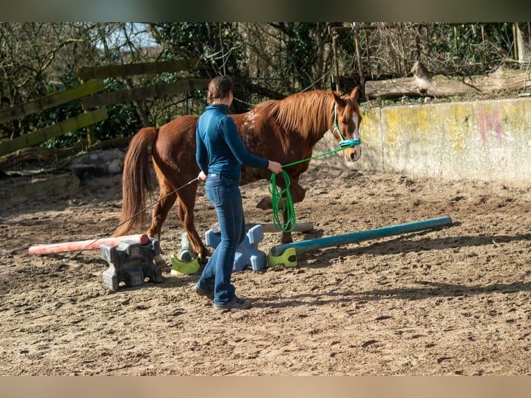 Travail en selle - Débourrage et chevaux de correction