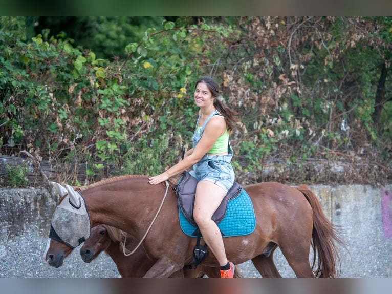 Travail en selle - Débourrage et chevaux de correction