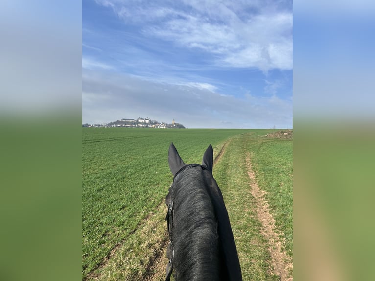 Travail et dressage – fiable, polyvalent et personnalisé