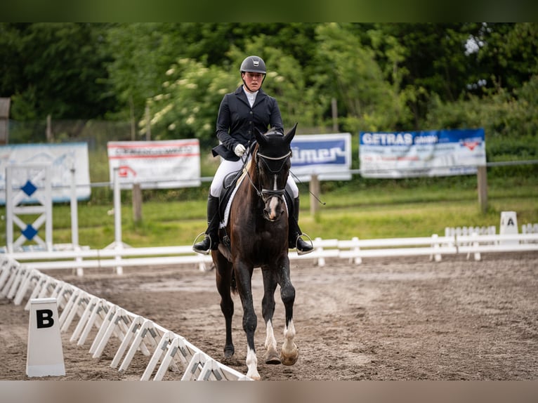 Travail et dressage – fiable, polyvalent et personnalisé