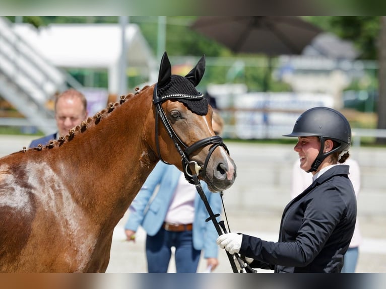 Travail et dressage – fiable, polyvalent et personnalisé