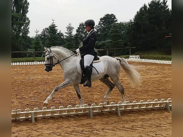 Travail et dressage – fiable, polyvalent et personnalisé