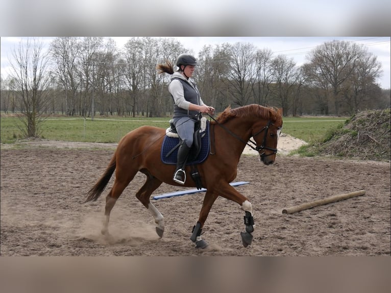 Travail et dressage – fiable, polyvalent et personnalisé