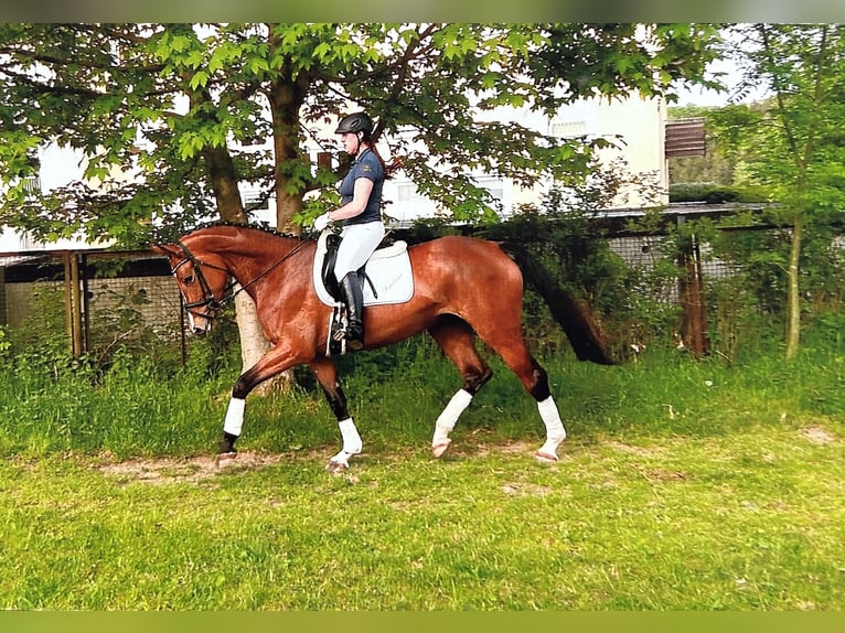 Travail et dressage – fiable, polyvalent et personnalisé