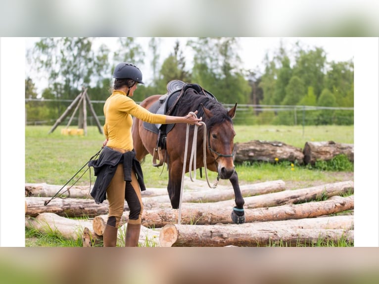 Ausbildung Horsemanship Trainer:in