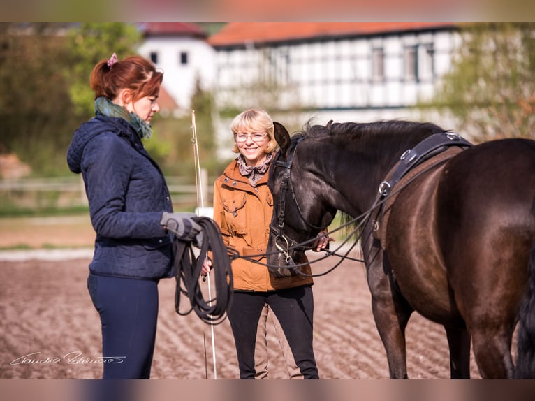 Doppellonge für Anfänger ganzjährig Kurse