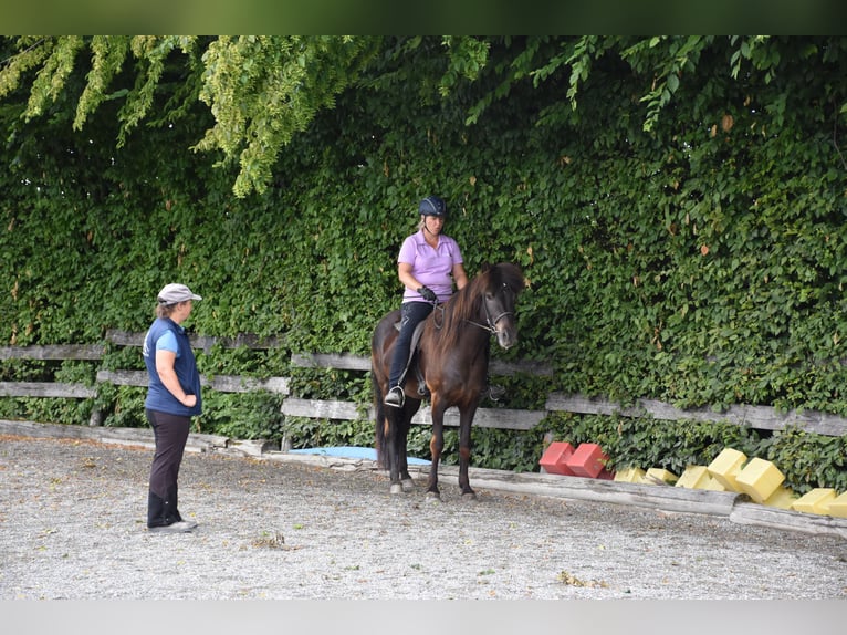 Formation Tellington pour chevaux les 3 et 4 octobre 2026