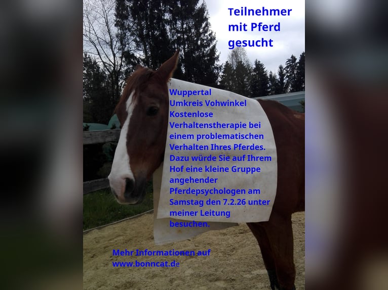 Pferdeverhaltenstherapie - Kostenlos - Teilnehmer mit Pferd gesucht in Wuppertal