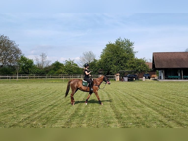 Stage d'initiation au polo le 25 avril 2026
