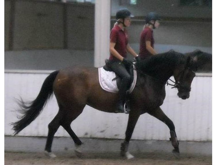 Travail à pied, cours d’équitation et pension complète