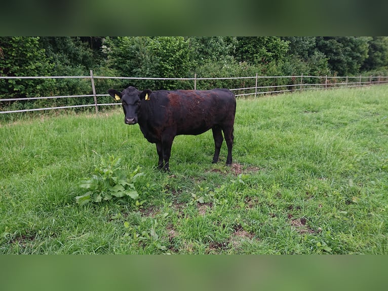 Deutsch Angus Rinder, weiblich, 2jährig