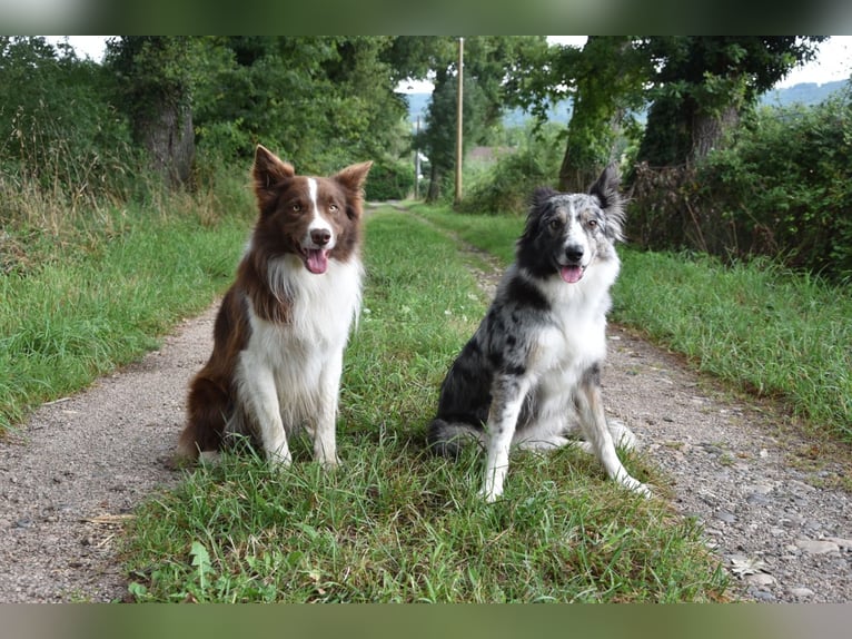 Border Collie Welpen aus Hütelinien 