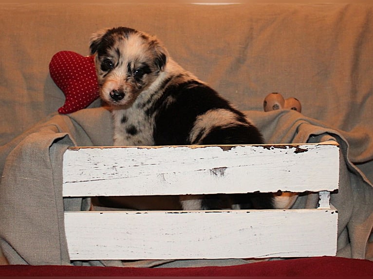 Border Collie Welpen aus Hütelinien 