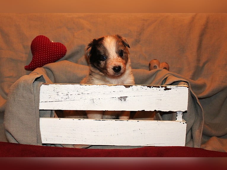 Border Collie Welpen aus Hütelinien 