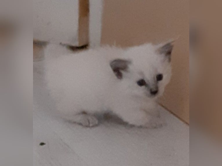 Chatons Munchkin