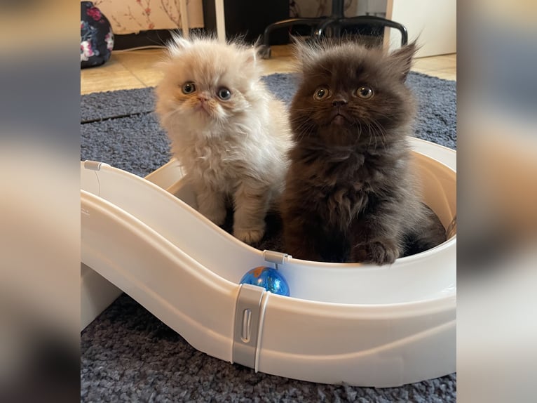 Chatons persans