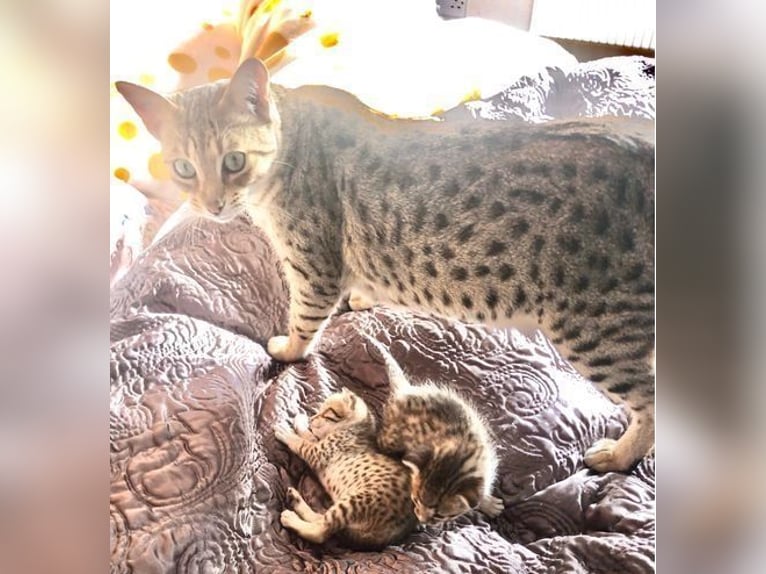 Chatons Savannah